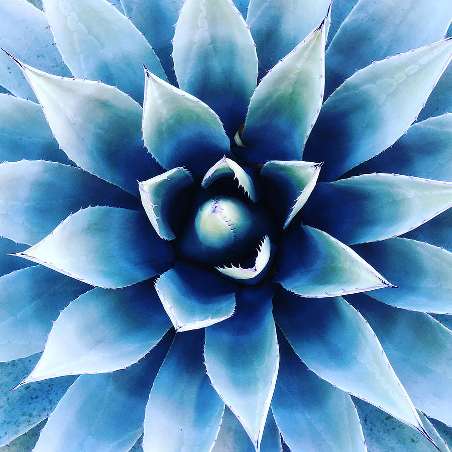 Blue Agave Photograph by Denise Elfenbein