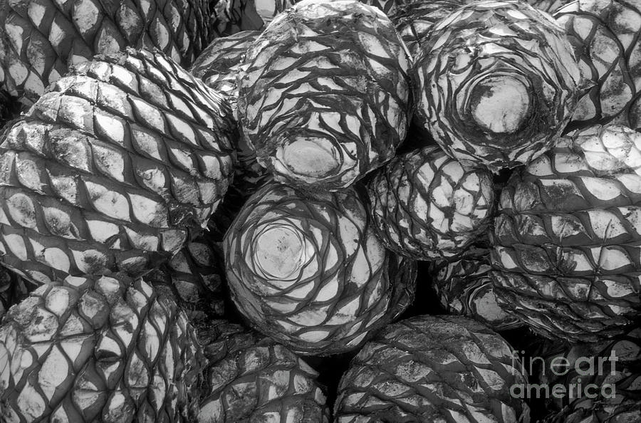 Blue Agave Hearts  Photograph by John  Mitchell