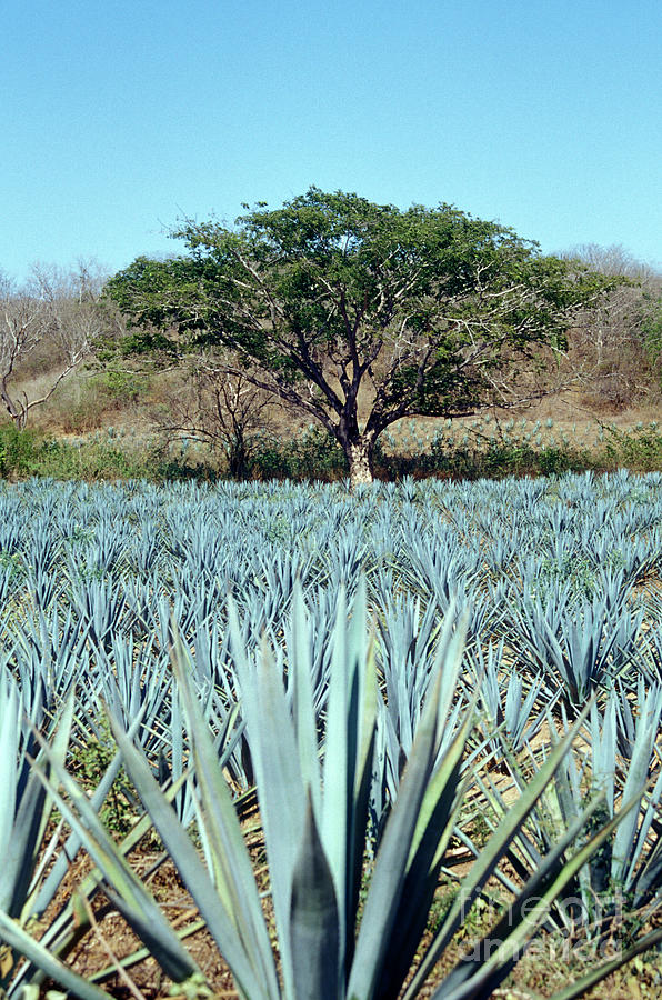 Blue Agave Plants Mexico Photograph by John  Mitchell