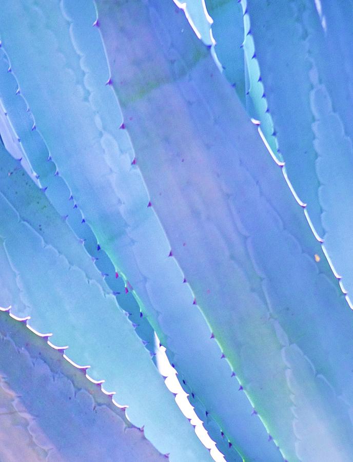Agave Photograph - Blue Agave by Risa Bender