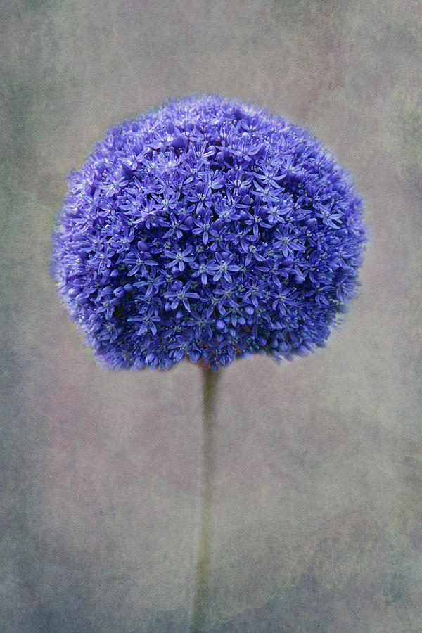 Nature Photograph - Blue Allium by Claudia Moeckel