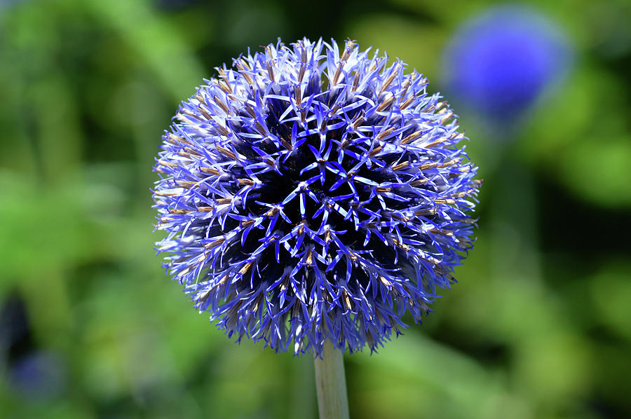 Blue Allium Photograph by Terence Davis