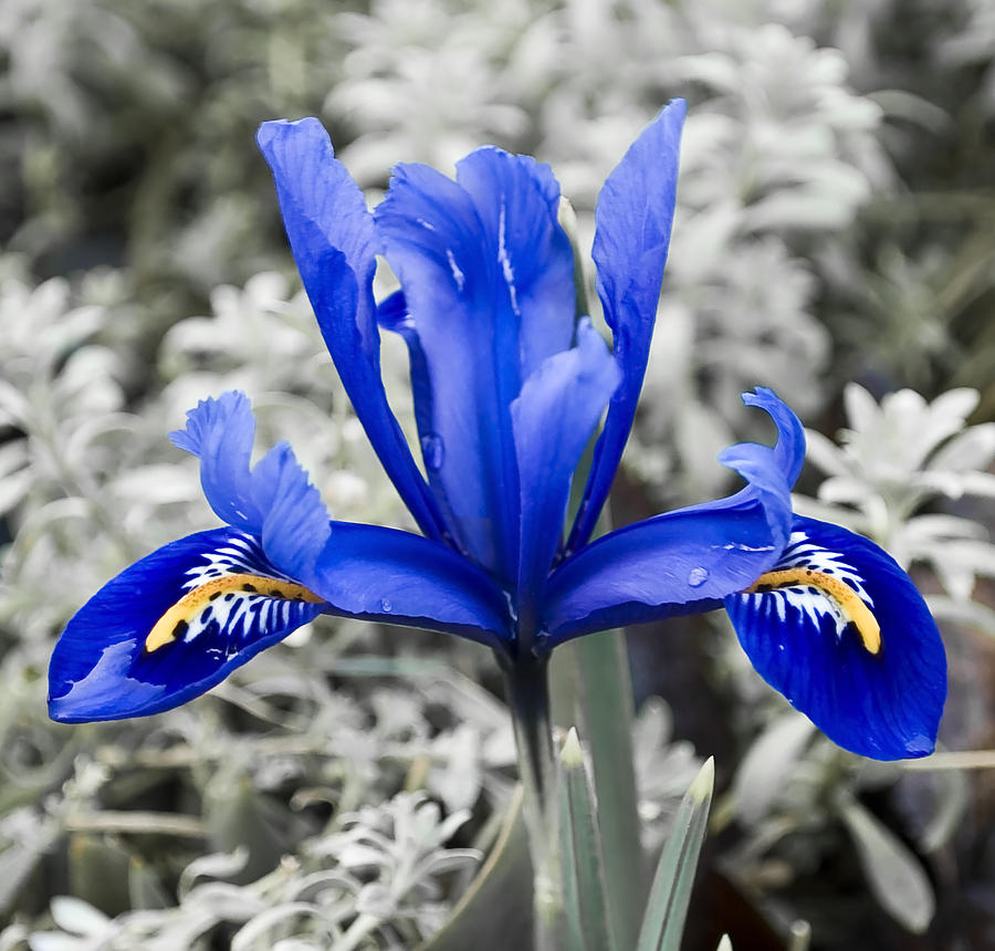 Flower Photograph - Blue Along by Svetlana Sewell
