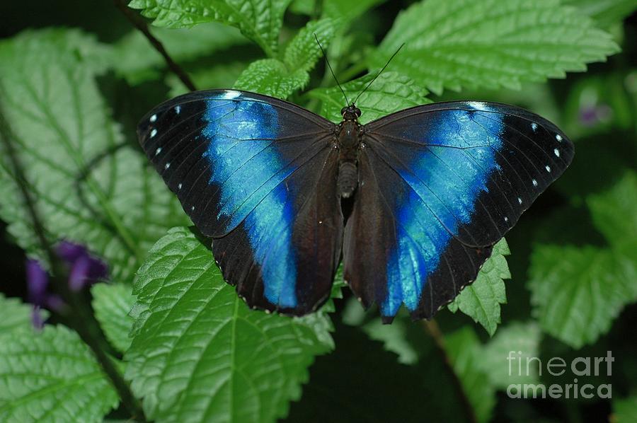 Butterfly Photograph - Blue And Black by Kathleen Struckle