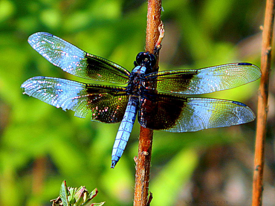 Blue and Brown Dragonfly Photograph by Kathy Barney