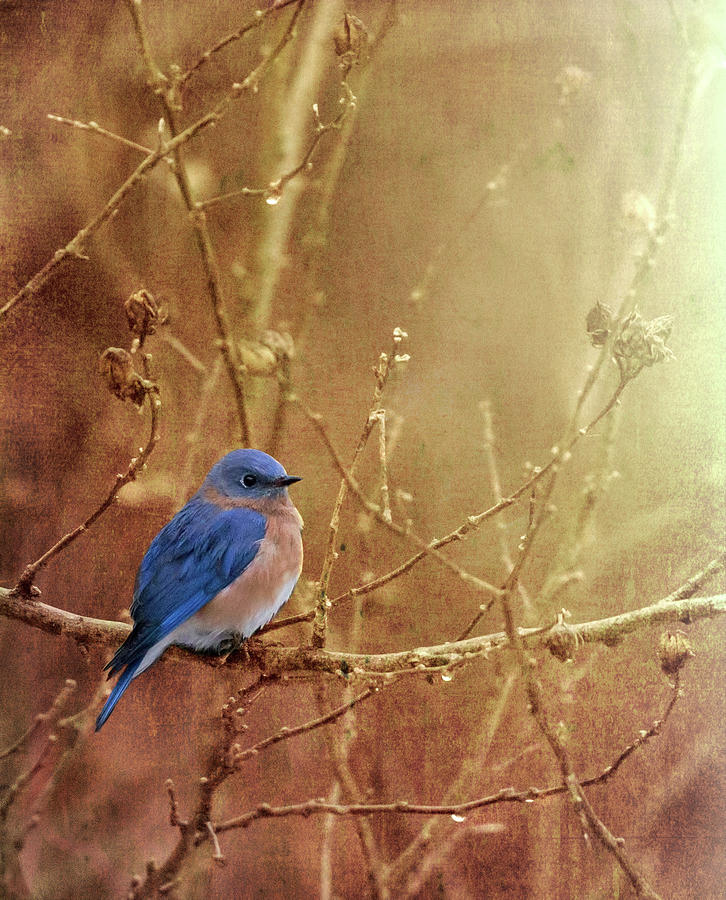 Bluebird Photograph - Blue and Gold by James Figielski by Paulinskill River Photography