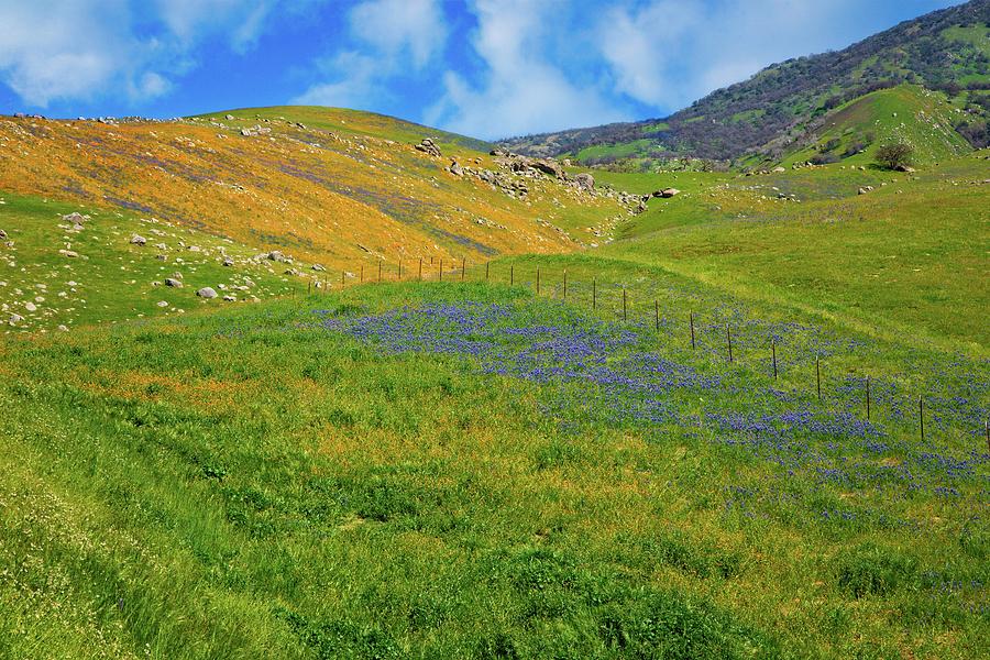 Blue and Gold Hills in California Photograph by Lynn Bauer