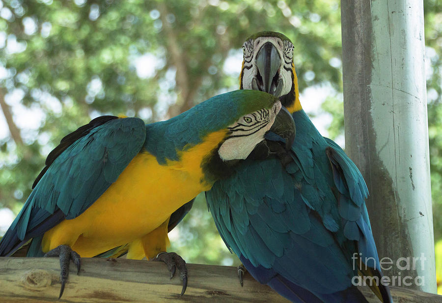 Blue and Gold Love Birds Photograph by Judy Hall-Folde