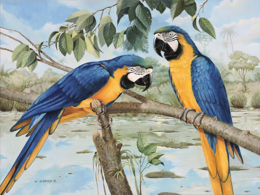 Blue and Gold Macaws Painting by William Albanese Sr