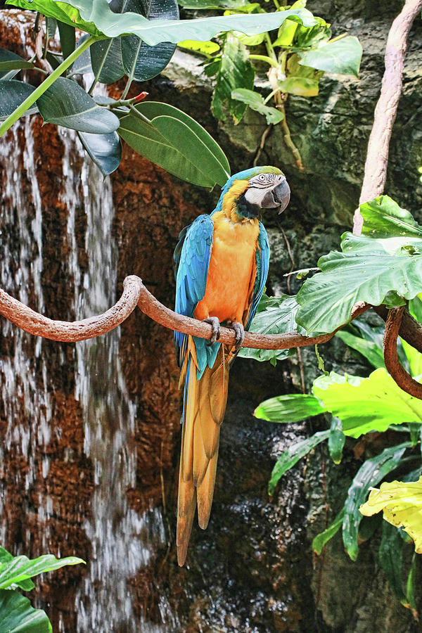 Blue and Gold Macaw Photograph by Allen Beatty