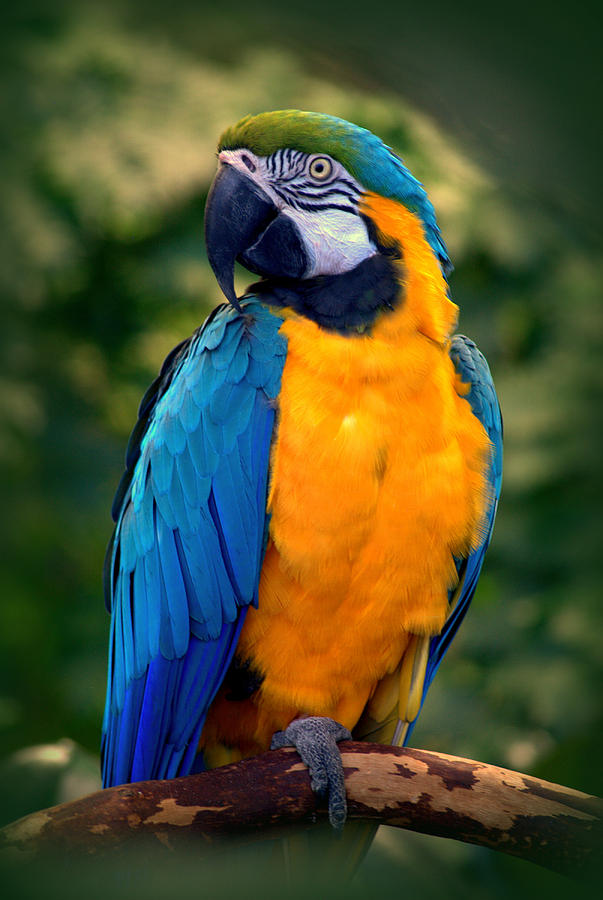 Blue Macaw Ara ararauna Photograph by Nathan Abbott