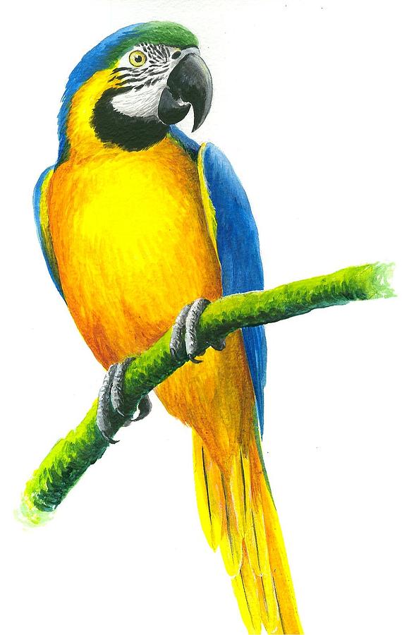 Blue And Gold Macaw Painting By Christopher Cox,Wii Games For Kids