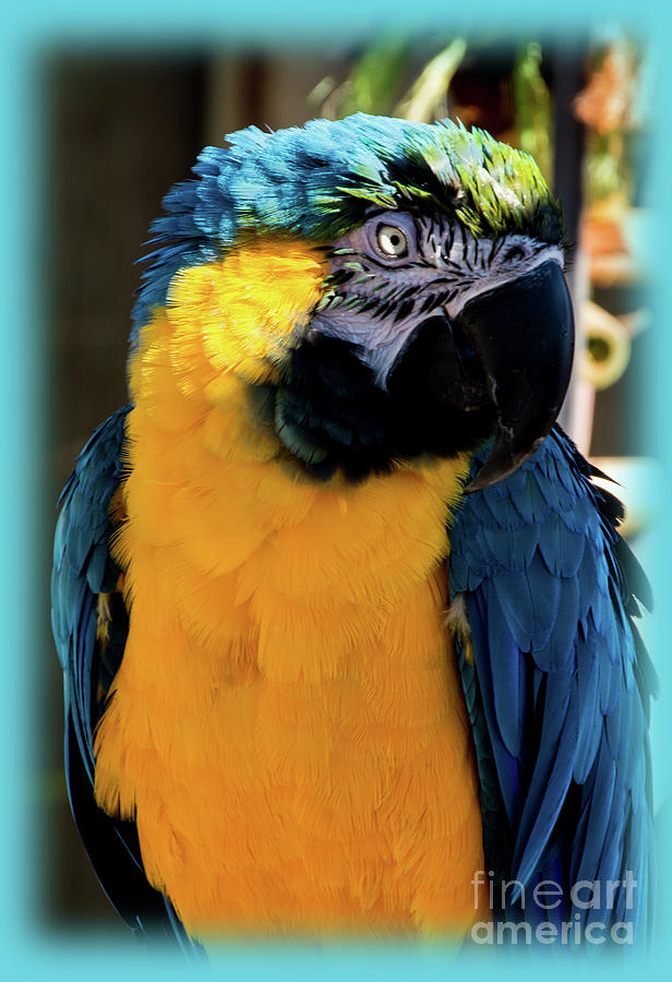 Blue and Gold Macaw Photograph by Deborah Klubertanz