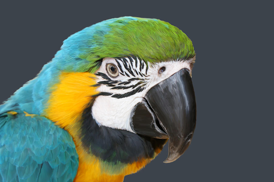 Bird Painting - Blue and Gold Macaw Digital Freehand Painting by Ernest Echols