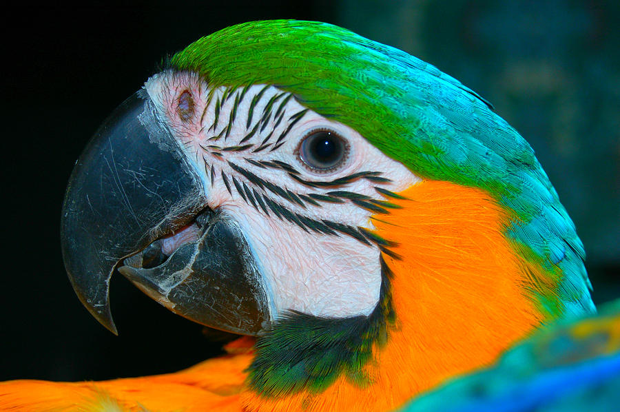 Macaw Photograph - Blue And Gold Macaw Headshot by David Anderson