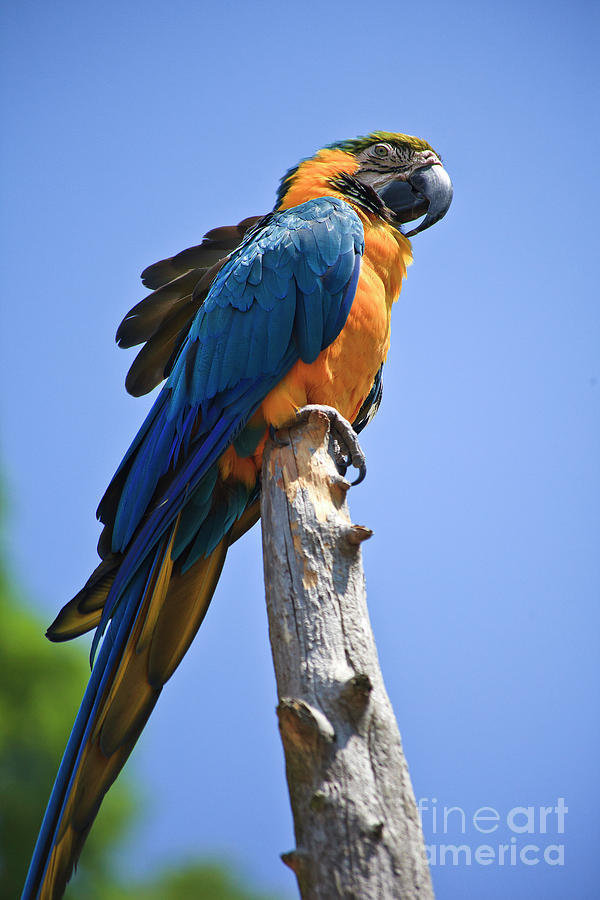 Blue and Gold Macaw Photograph by Jill Lang