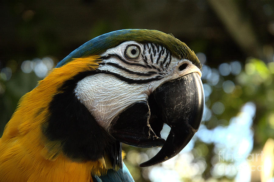Blue and Gold Macaw Photograph by Kathi Shotwell