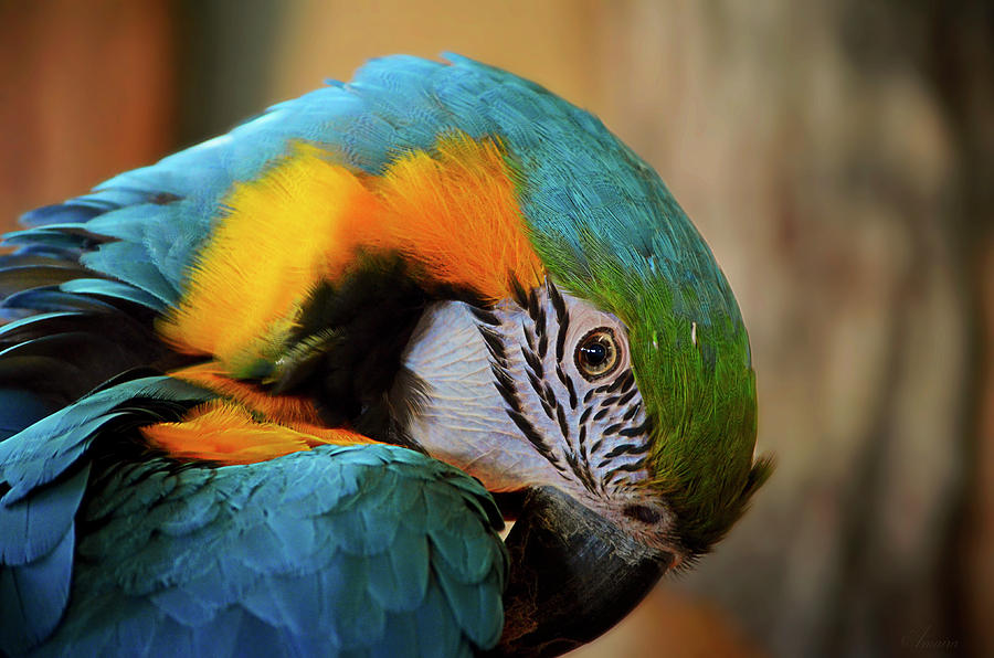 Blue And Gold Macaw Photograph by Maria Angelica Maira