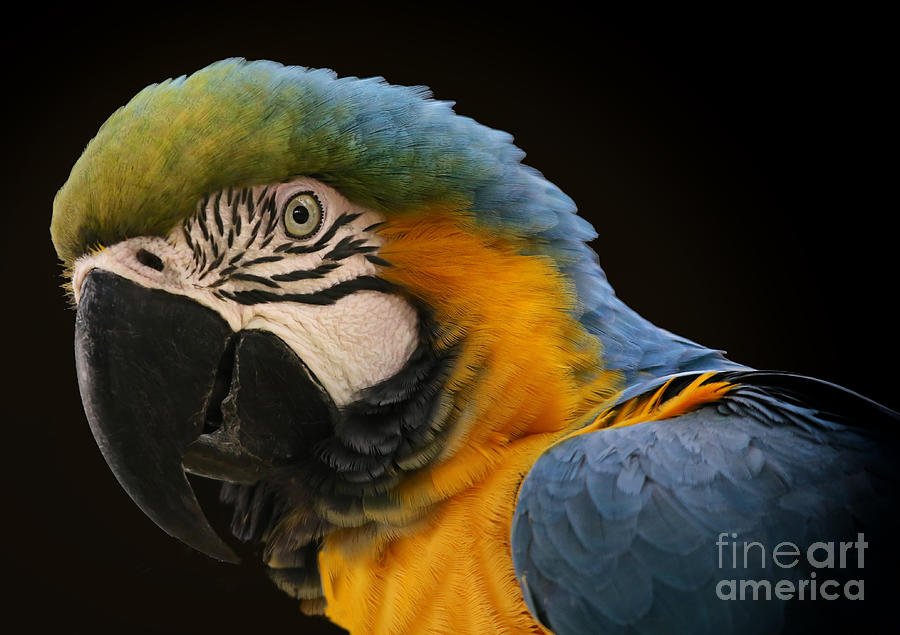 Parrot Photograph - Blue And Gold Macaw by Mary Lou Chmura
