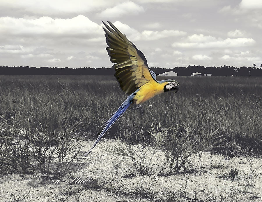Blue And Gold Macaw Photograph by Melissa Messick