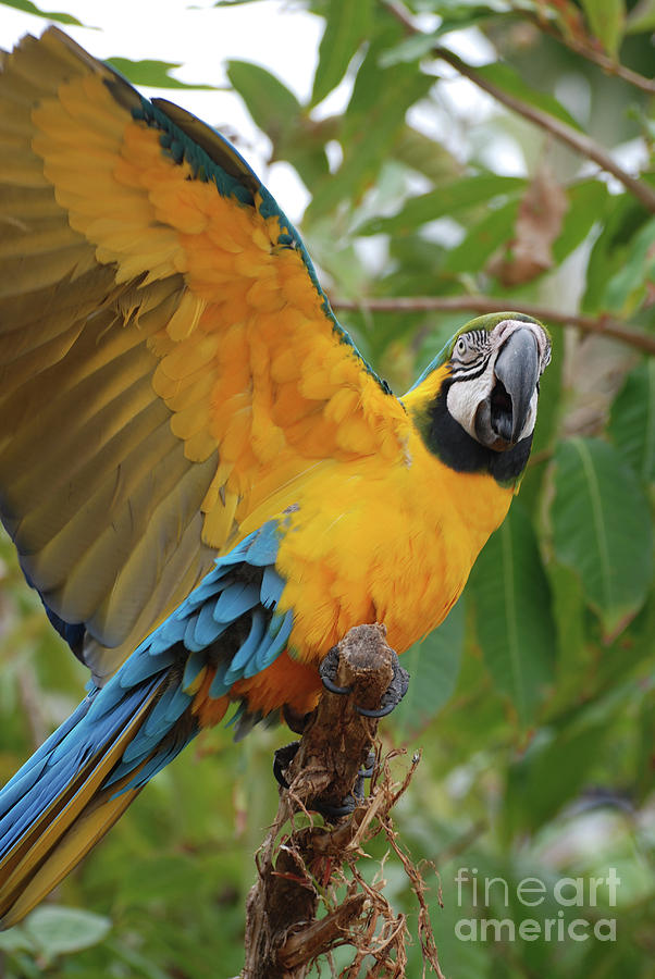 Blue and Gold Macaw with His Wings Extended Photograph by DejaVu Designs