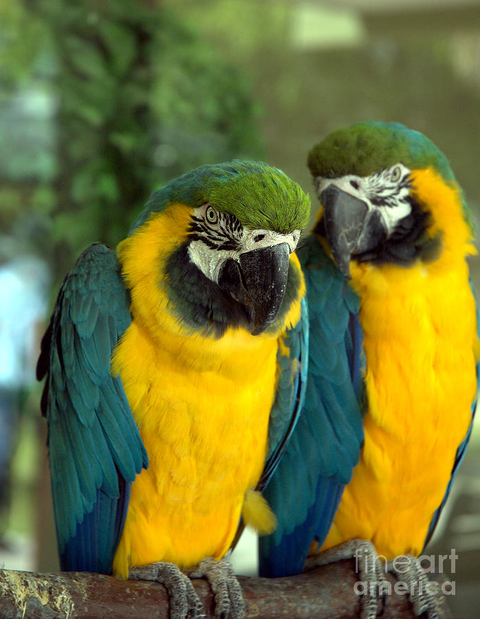 Blue and Gold Macaws Photograph by Kathi Shotwell