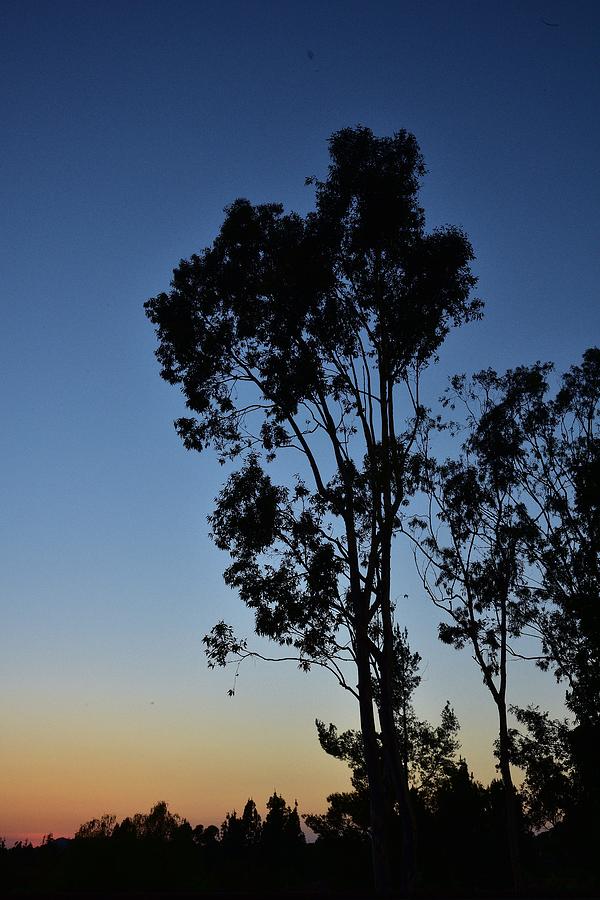 Blue and Gold Sunset Tree Silhouette I Photograph by Linda Brody