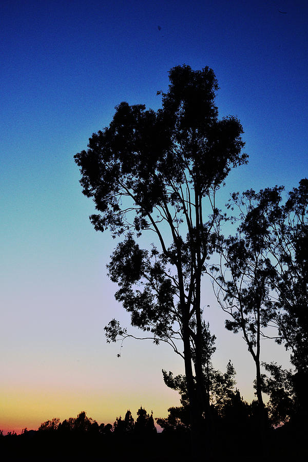 Blue and Gold Sunset Tree Silhouette II Photograph by Linda Brody