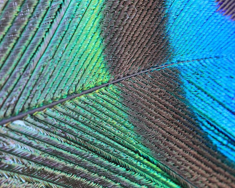 Blue And Green Feathers Photograph by Angela Murdock