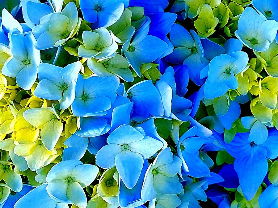 Blue And Green Flowers Photograph by Colin Drysdale - Fine Art America