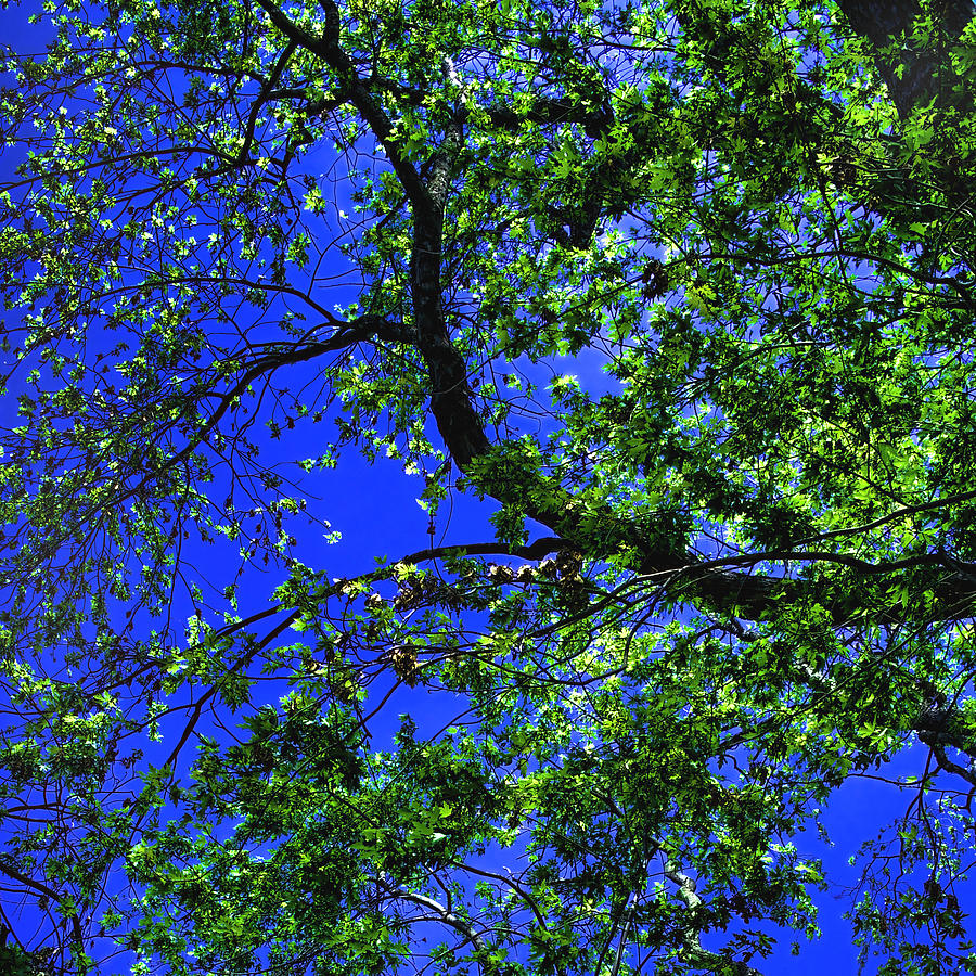 Blue and Green Photograph by Joann Vitali