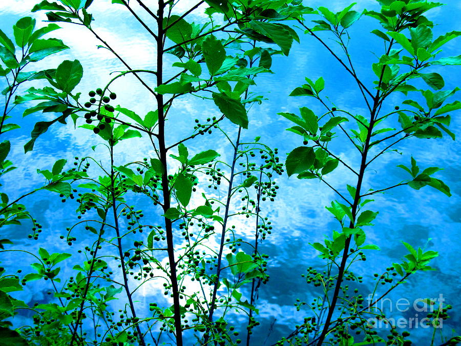 Natures Gifts of Blue and Green Photograph by Sybil Staples