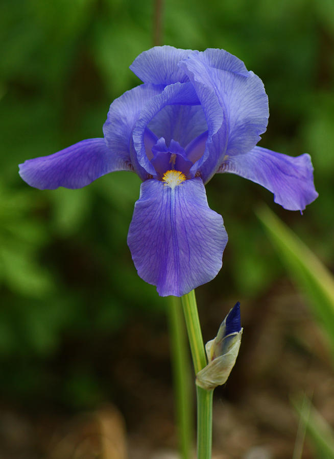 Iris Photograph - Blue and New by Maria Keady