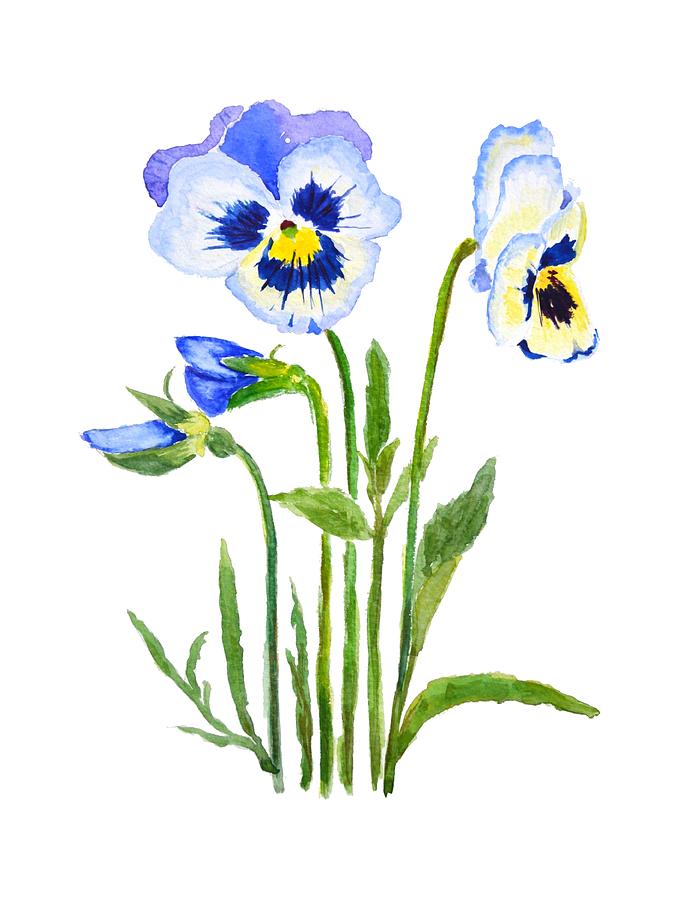 Blue And Purple Pansies  Painting by Color Color