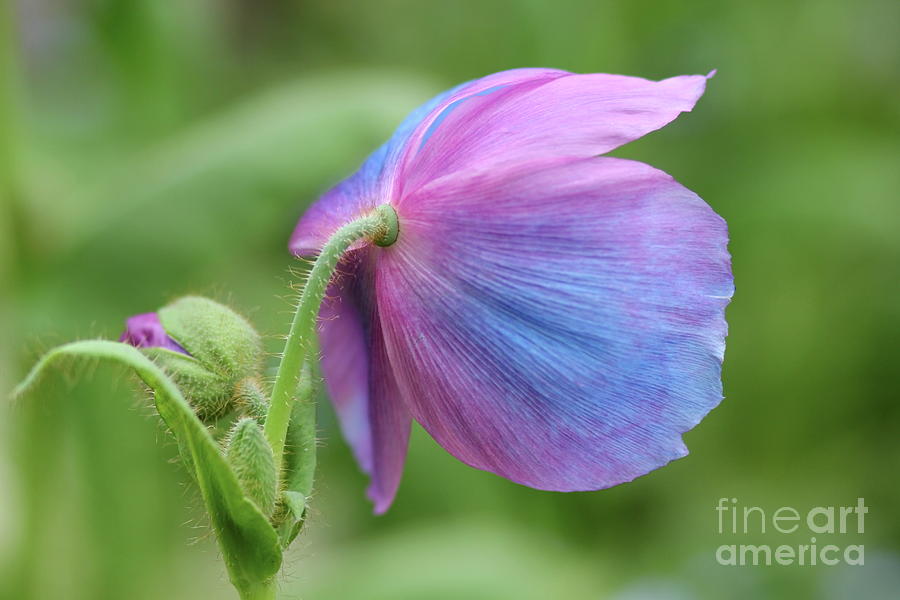 Blue And Purple Poppy Photograph