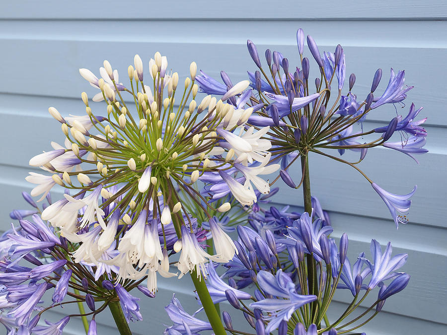 Blue And White Agapanthus Photograph by Gill Billington