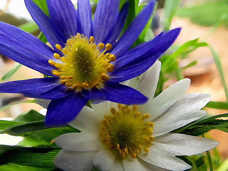Nature Digital Art - Blue and White Anemones by Shelli Fitzpatrick