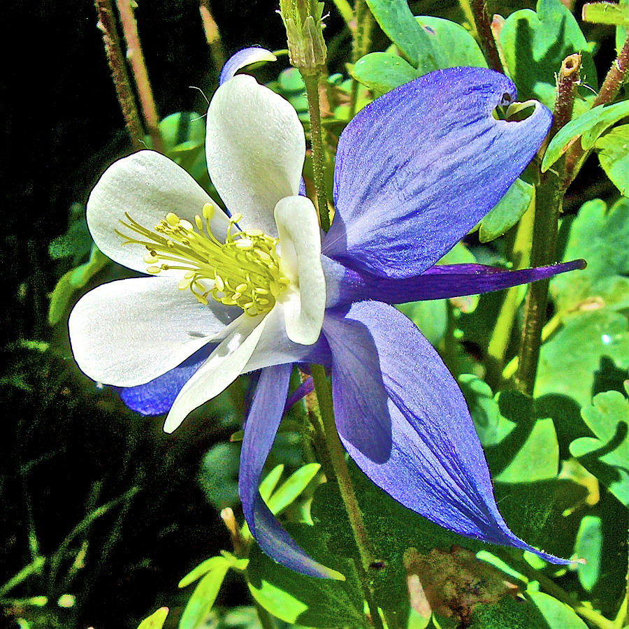 Blue and White Columbine in Oakland-California Photograph by Ruth Hager