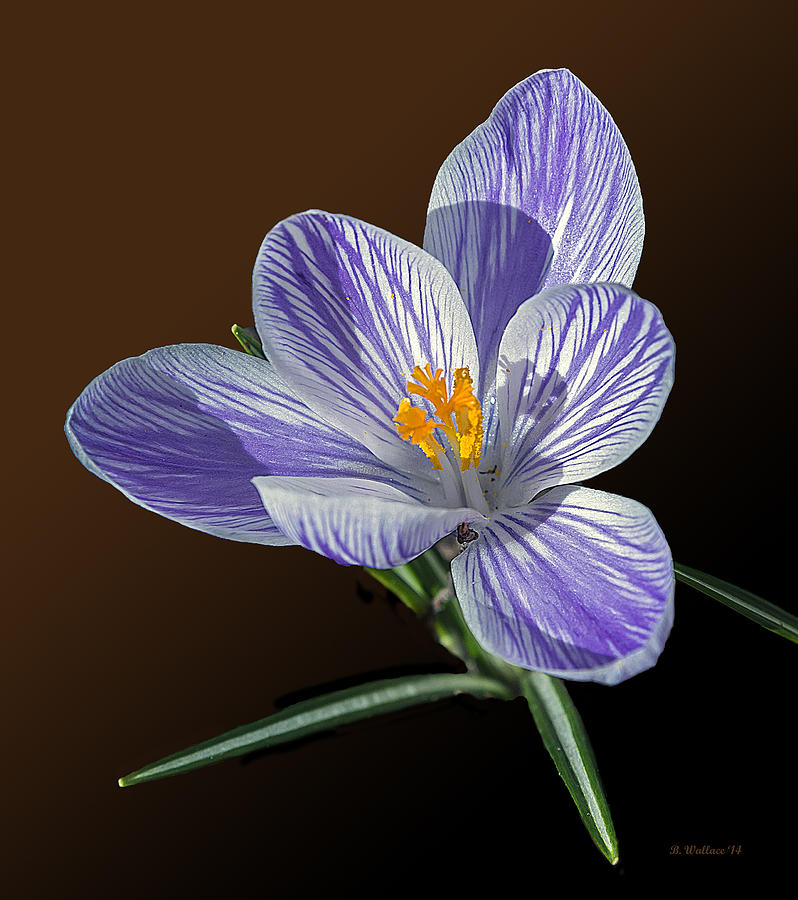 Blue And White Crocus Photograph by Brian Wallace