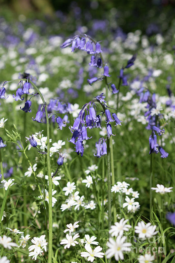 Blue and White Flowers Photograph by Julia Gavin