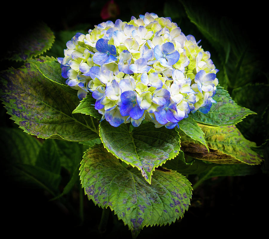 Asian Blue And White Hydrangea Photograph by Venetia Featherstone-Witty
