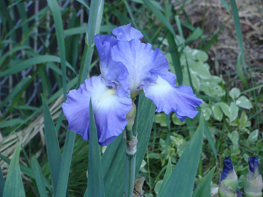 Blue and White Iris Photograph by Anthony Seeker