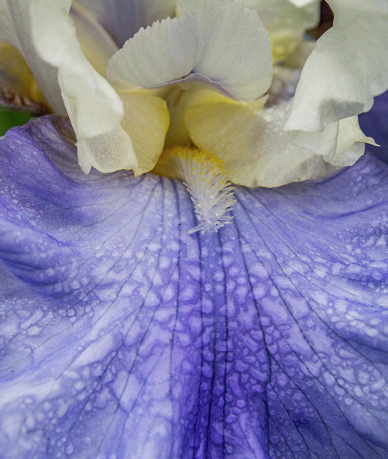 Blue and White Iris Beard Photograph by Jean Noren