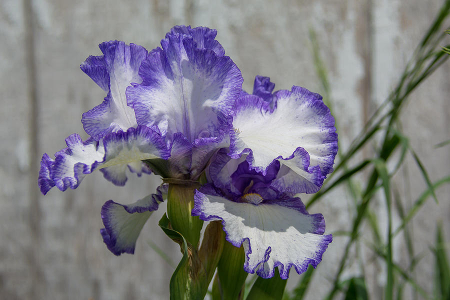 Blue and White Iris Photograph by Guy Whiteley