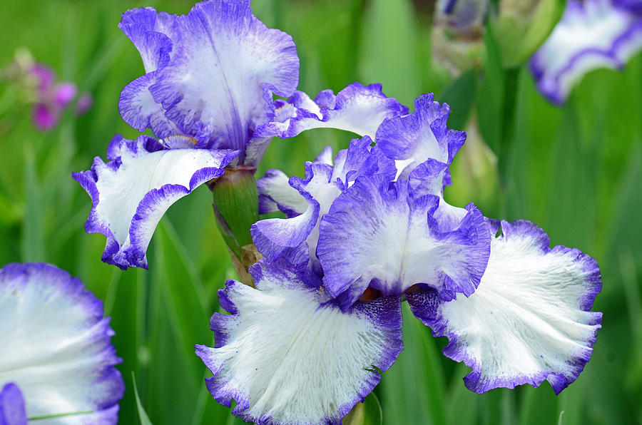 Blue and White Iris Photograph by Rodney Campbell