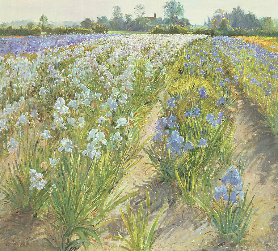 Blue and White Irises Painting by Timothy Easton