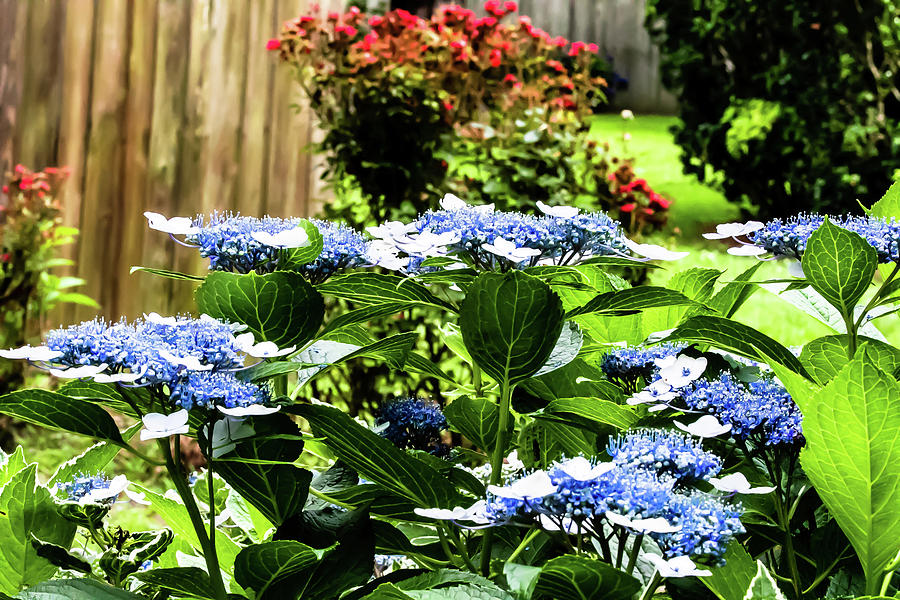 Blue and White Lace Hydrangea Digital Art by Ed Stines