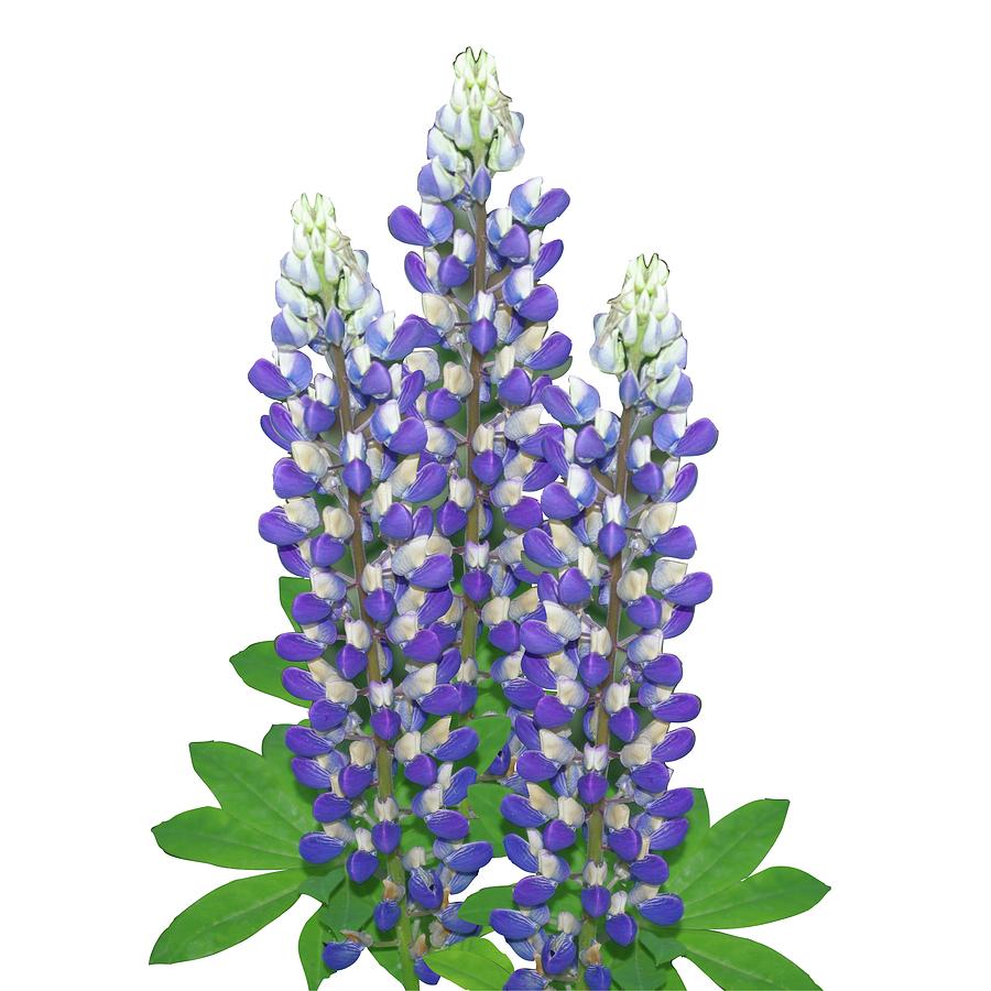 Blue and white lupine flowers Photograph by R V James. 