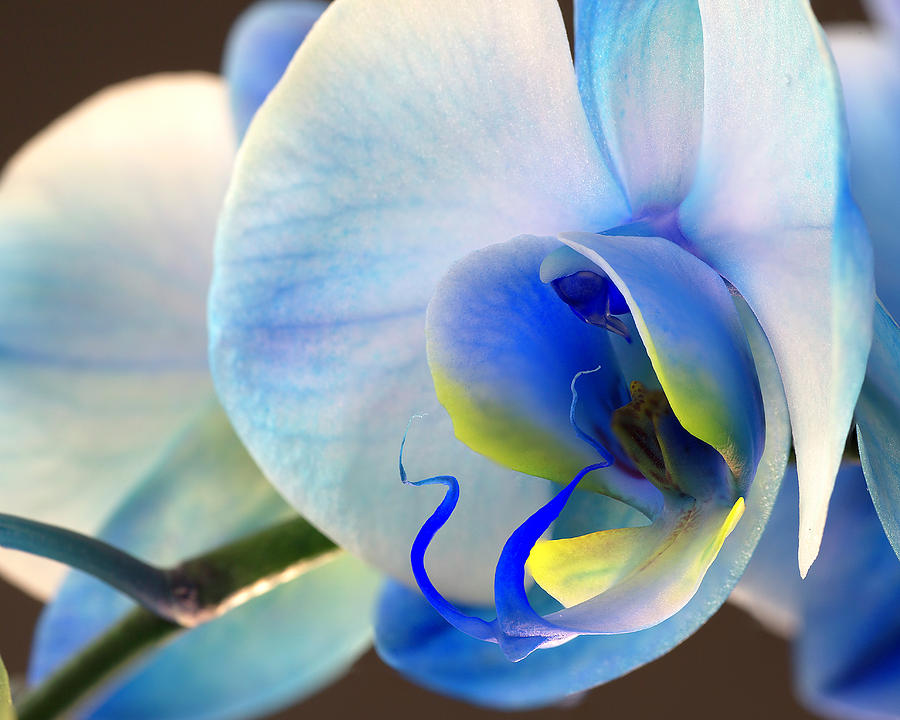 Blue and White Orchid Macro Photograph by Lowell Monke