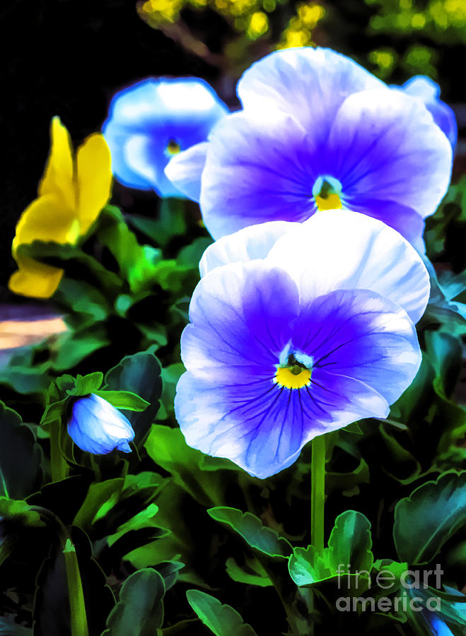 Blue And White Pansy Photograph by Frances Ann Hattier